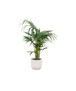 Combi deal – Kentia palm inclusief elho Vibes Fold Round wit Ø25 – 130 cm