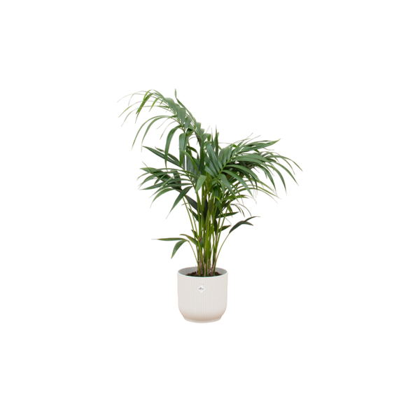 Combi deal – Kentia palm inclusief elho Vibes Fold Round wit Ø25 – 130 cm