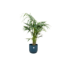 Combi deal – Kentia palm inclusief elho Vibes Fold Round blauw Ø25 – 130 cm