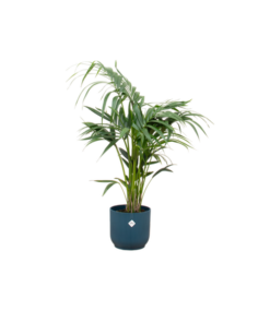 Combi deal – Kentia palm inclusief elho Vibes Fold Round blauw Ø25 – 130 cm