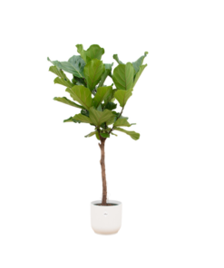 Combi deal – Ficus Lyrata op stam inclusief elho Vibes Fold Round wit Ø30 – 170 cm