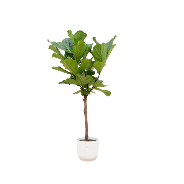 Combi deal – Ficus Lyrata op stam inclusief elho Vibes Fold Round wit Ø30 – 170 cm