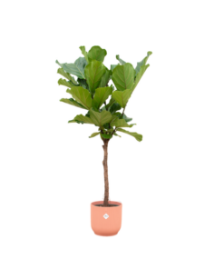 Combi deal – Ficus Lyrata op stam inclusief elho Vibes Fold Round roze Ø30 – 170 cm