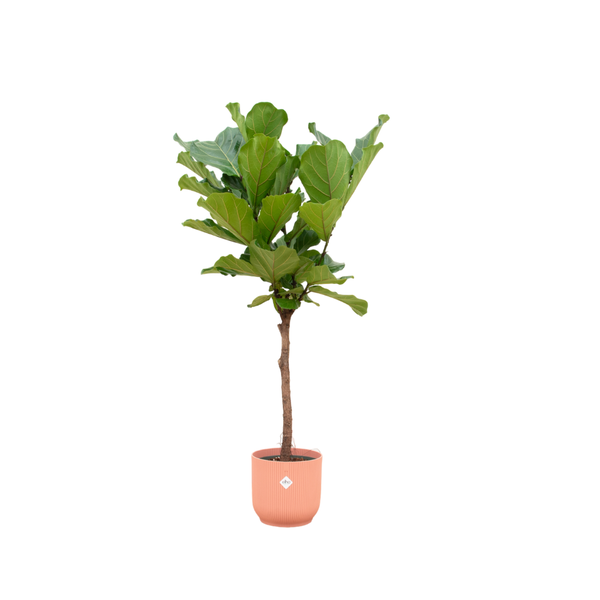 Combi deal – Ficus Lyrata op stam inclusief elho Vibes Fold Round roze Ø30 – 170 cm