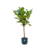 Combi deal – Ficus Lyrata op stam inclusief elho Vibes Fold Round blauw Ø30 – 170 cm