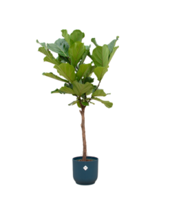 Combi deal – Ficus Lyrata op stam inclusief elho Vibes Fold Round blauw Ø30 – 170 cm