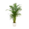 Combi deal – Areca palm inclusief elho Vibes Fold Round wit Ø30 – 180 cm