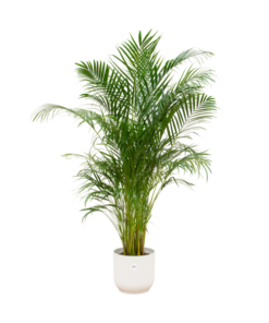 Combi deal – Areca palm inclusief elho Vibes Fold Round wit Ø30 – 180 cm