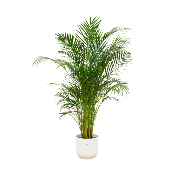 Combi deal – Areca palm inclusief elho Vibes Fold Round wit Ø30 – 180 cm