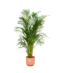 Combi deal – Areca palm inclusief elho Vibes Fold Round roze Ø30 – 180 cm