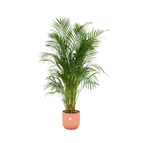 Combi deal – Areca palm inclusief elho Vibes Fold Round roze Ø30 – 180 cm