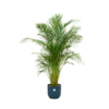 Combi deal – Areca palm inclusief elho Vibes Fold Round blauw Ø30 – 180 cm