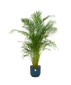 Combi deal – Areca palm inclusief elho Vibes Fold Round blauw Ø30 – 180 cm