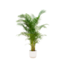 Combi deal – Areca palm inclusief elho Vibes Fold Round wit Ø30 – 160 cm