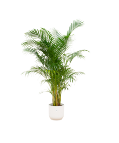 Combi deal – Areca palm inclusief elho Vibes Fold Round wit Ø30 – 160 cm