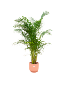 Combi deal – Areca palm inclusief elho Vibes Fold Round roze Ø30 – 160 cm