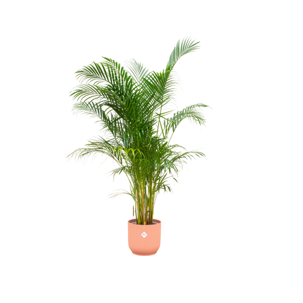 Combi deal – Areca palm inclusief elho Vibes Fold Round roze Ø30 – 160 cm