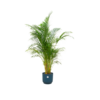 Combi deal – Areca palm inclusief elho Vibes Fold Round blauw Ø30 – 160 cm