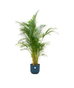 Combi deal – Areca palm inclusief elho Vibes Fold Round blauw Ø30 – 160 cm