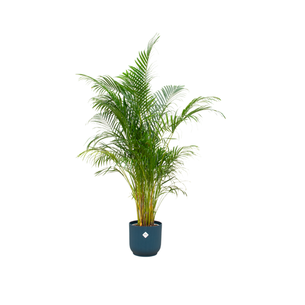 Combi deal – Areca palm inclusief elho Vibes Fold Round blauw Ø30 – 160 cm