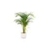 Combi deal – Areca palm inclusief elho Vibes Fold Round wit Ø30 – 140 cm