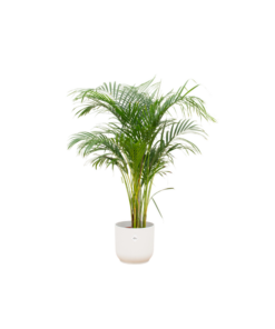 Combi deal – Areca palm inclusief elho Vibes Fold Round wit Ø30 – 140 cm