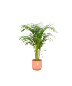 Combi deal – Areca palm inclusief elho Vibes Fold Round roze Ø30 – 140 cm