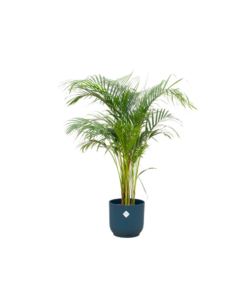 Combi deal – Areca palm inclusief elho Vibes Fold Round blauw Ø30 – 140 cm