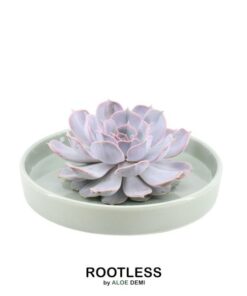 ROOTLESS Succulent Echeveria Lilacina in Schale ‚grün‘ Ø20 cm – ↕5 cm