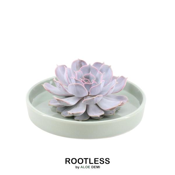 ROOTLESS Succulent Echeveria Lilacina in Schale ‚grün‘ Ø20 cm – ↕5 cm