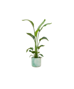 Combi deal – Strelitzia Nicolai inclusief elho Ocean Round pacifisch groen Ø22 – 130 cm