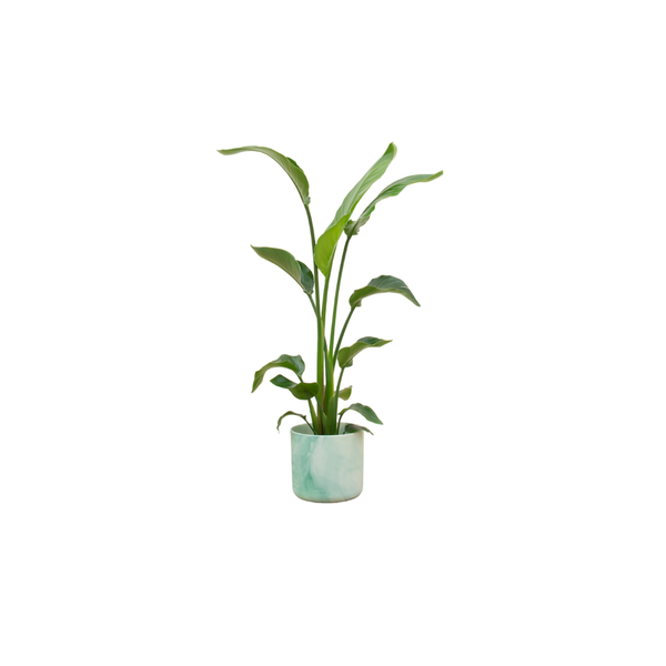 Combi deal – Strelitzia Nicolai inclusief elho Ocean Round pacifisch groen Ø22 – 130 cm