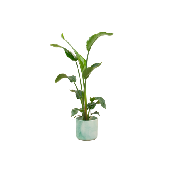 Combi deal – Strelitzia Nicolai inclusief elho Ocean Round pacifisch groen Ø22 – 100 cm