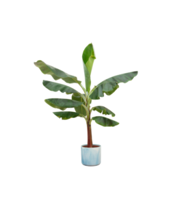 Combi deal – Bananenplant (Musa) inclusief Ocean Round atlantisch blauw Ø22 – 120 cm