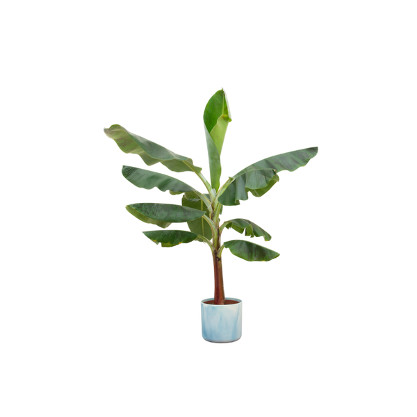 Combi deal – Bananenplant (Musa) inclusief Ocean Round atlantisch blauw Ø22 – 120 cm