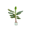 Combi deal – Bananenplant (Musa) inclusief Ocean Round pacifisch groen Ø22 – 120 cm