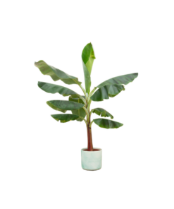 Combi deal – Bananenplant (Musa) inclusief Ocean Round pacifisch groen Ø22 – 120 cm