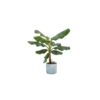 Combi deal – Bananenplant (Musa) inclusief Ocean Round atlantisch blauw Ø22 – 100 cm