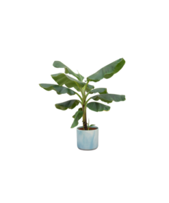 Combi deal – Bananenplant (Musa) inclusief Ocean Round atlantisch blauw Ø22 – 100 cm