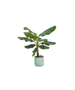 Combi deal – Bananenplant (Musa) inclusief Ocean Round pacifisch groen Ø22 – 100 cm