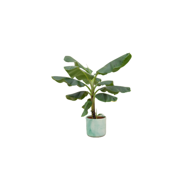 Combi deal – Bananenplant (Musa) inclusief Ocean Round pacifisch groen Ø22 – 100 cm