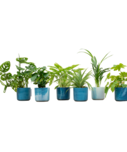 Verrassingsbox – 6 planten inclusief elho Ocean Round atlantisch blauw Ø14