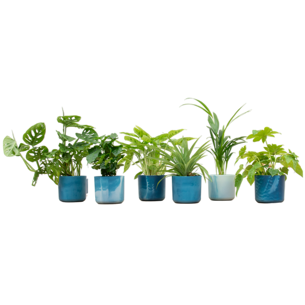 Verrassingsbox – 6 planten inclusief elho Ocean Round atlantisch blauw Ø14