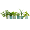 Verrassingsbox – 6 planten inclusief elho Ocean Round pacifisch groen Ø14