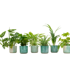 Verrassingsbox – 6 planten inclusief elho Ocean Round pacifisch groen Ø14