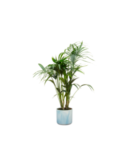 Combi deal – Kentia palm inclusief elho Ocean Round atlantisch blauw Ø22 – 130 cm