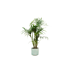 Combi deal – Kentia palm inclusief elho Ocean Round pacifisch groen Ø22 – 130 cm