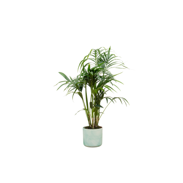 Combi deal – Kentia palm inclusief elho Ocean Round pacifisch groen Ø22 – 130 cm