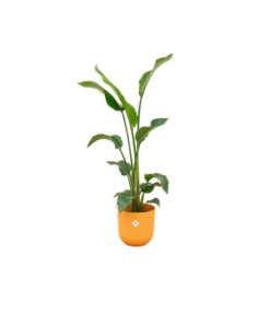 Combi deal – Strelitzia Nicolai inclusief elho Jazz Round geel Ø23 – 100 cm