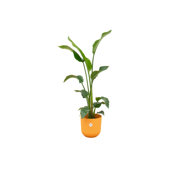 Combi deal – Strelitzia Nicolai inclusief elho Jazz Round geel Ø23 – 100 cm